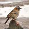 Rufous-collared Sparrow, Argentinean Pampa - Patagonia